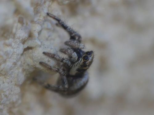 Salticus scenicus